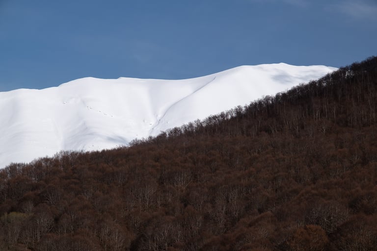 Colori rossastri di un bosco in inverno con cime innevate e cielo azzurro 