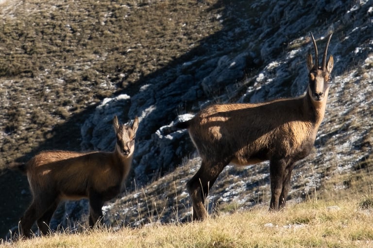 Un camoscio e il suo cucciolo guardano curiosi verso l'obiettivo