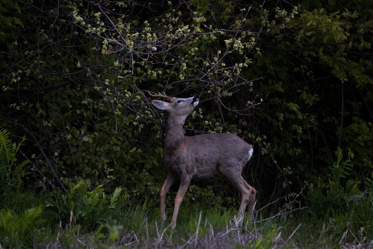 Un maschio di capriolo affamato cerca le migliori gemme da mangiare