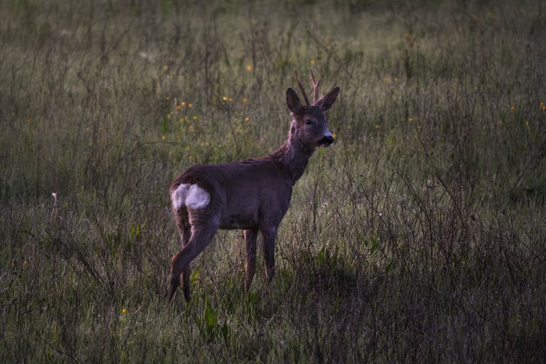 fotografia di un capriolo maschio in un prato all'alba