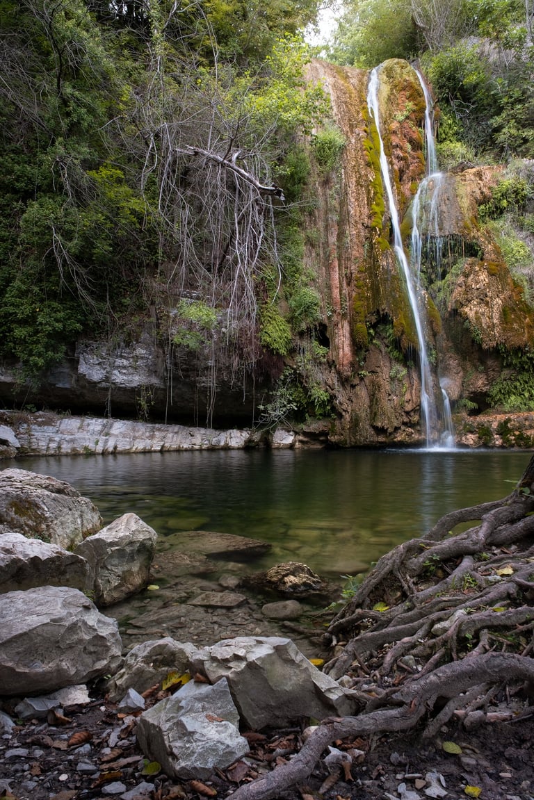 scata in mezzo al bosco con sassi e radici in primo piano
