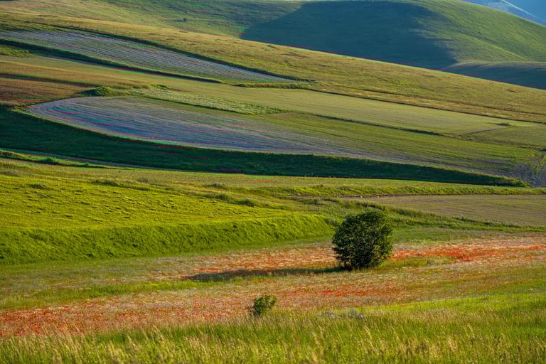 Colori estivi della piana di Castelluccio con fiori rossi e viola