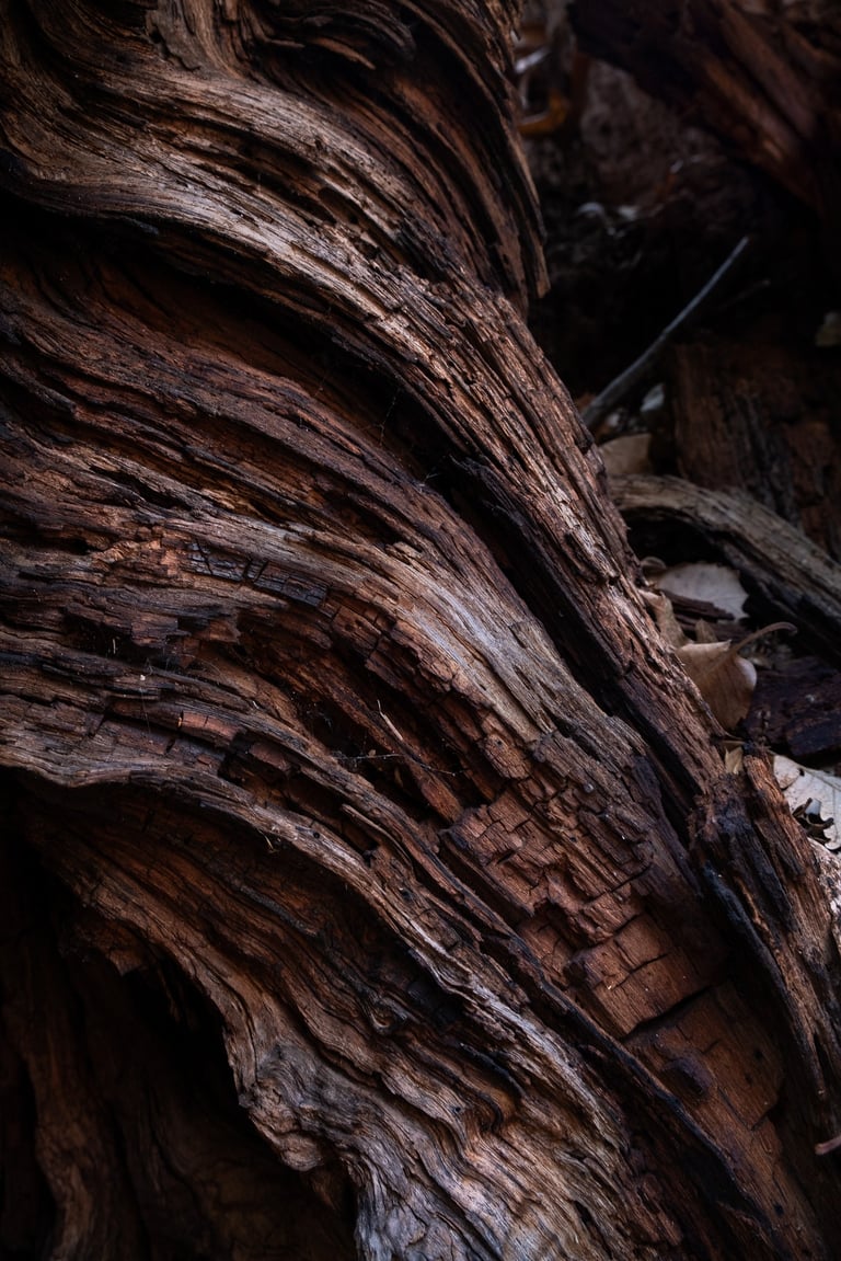 dettaglio di una corteccia di albero