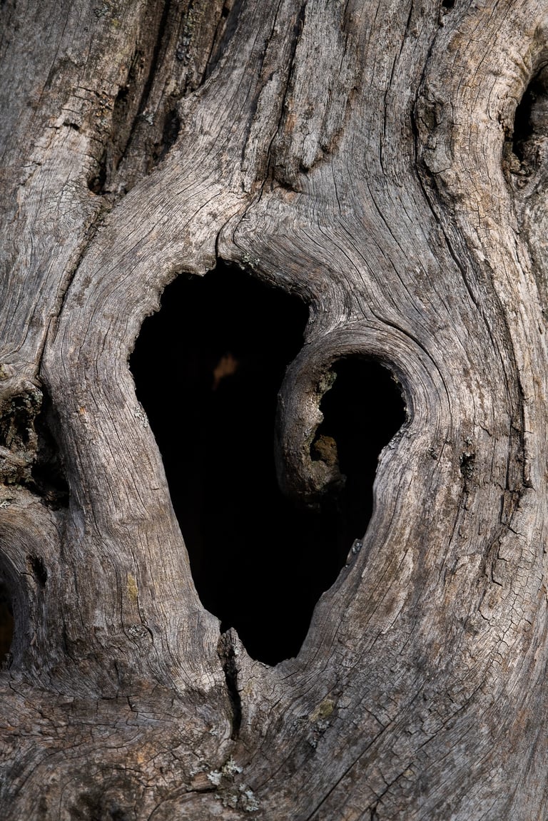 forma particolare su un tronco di albero