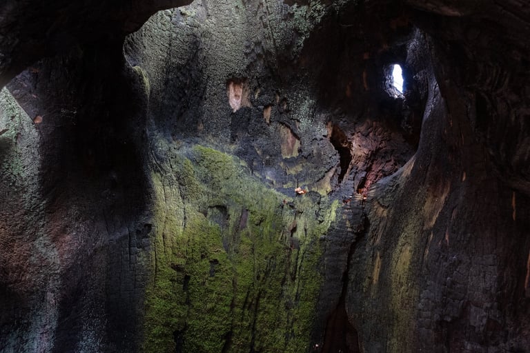 colori e sfumature dell'interno di un tronco di un castagno secolare