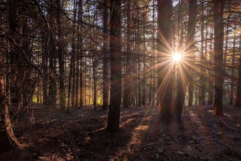 Raggi di sole che penetrano tra i tronchi di una pineta