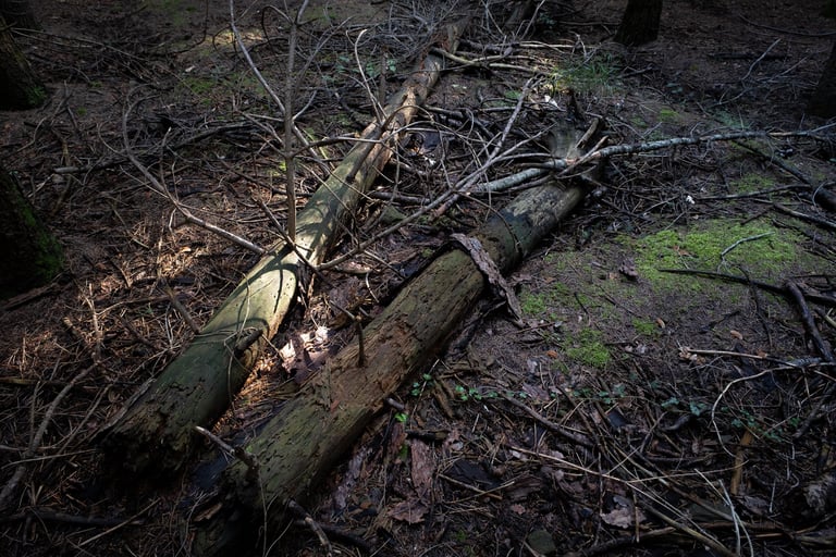 Due alberi caduti nel bosco con raggio di sole che fltra