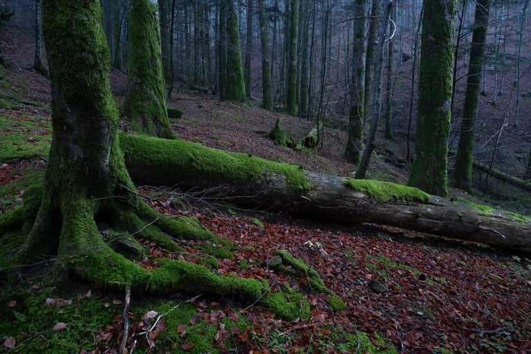foresta con suolo ricoperto di fogliame e alberi con muschio di cui uno caduto