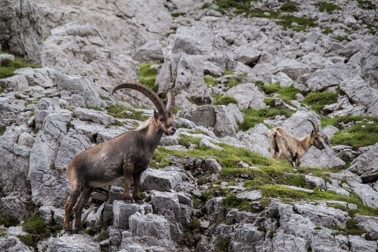 Coppia di stambecchi maschio e femmina in ambiente roccioso