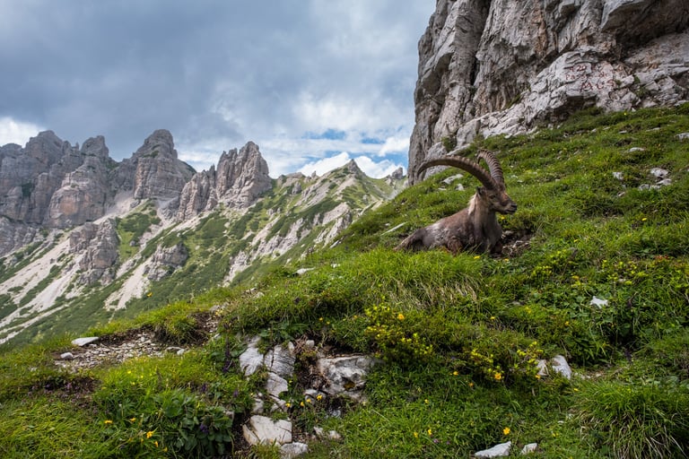 Stambecco alpino nel suo habitat con vette rocciose sullo sfondo