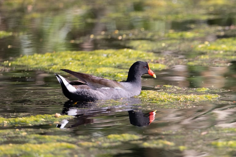 Common Gallinule