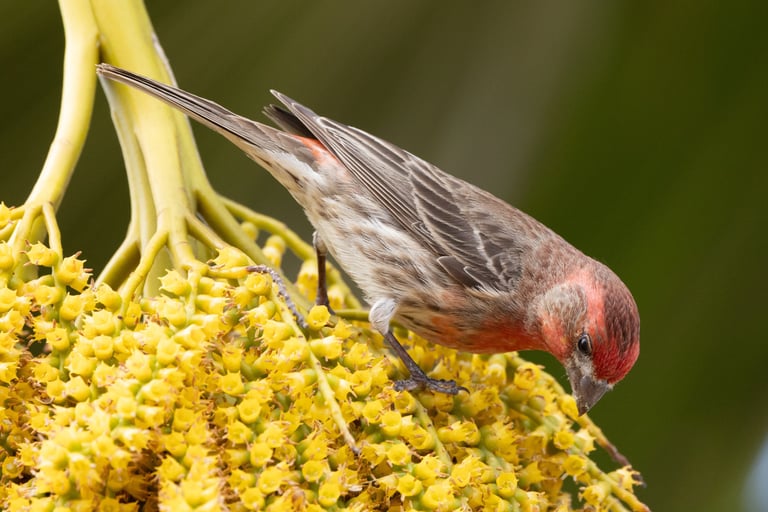 House Finch