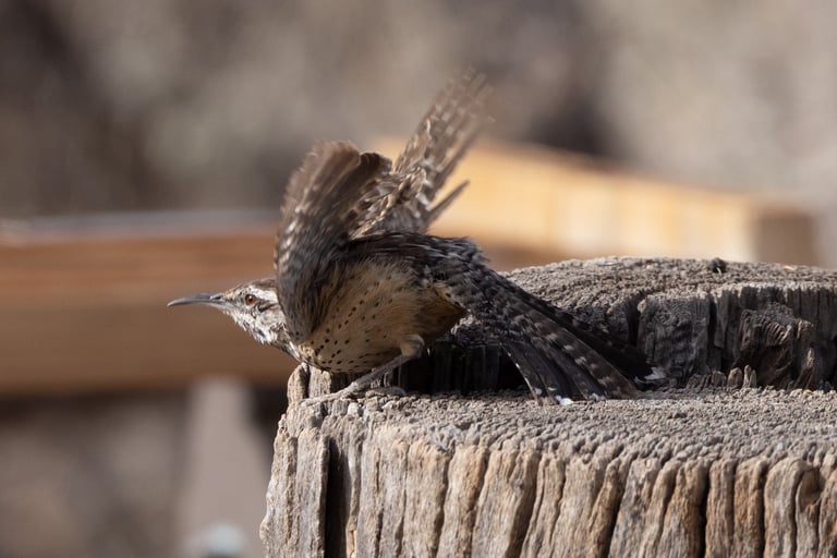 Cactus Wren taking off