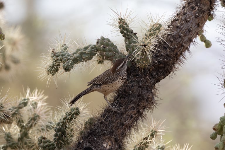 Iconic pose of  a Cactus Wren on his cactus