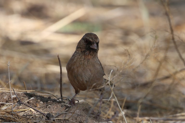 Abert's Towhee