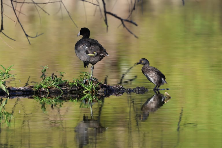 The Least Grebe (r.) is a rare visitor to Arizona