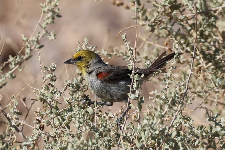 Verdin in full vibrant plumage (couldn't choose, included two shots)