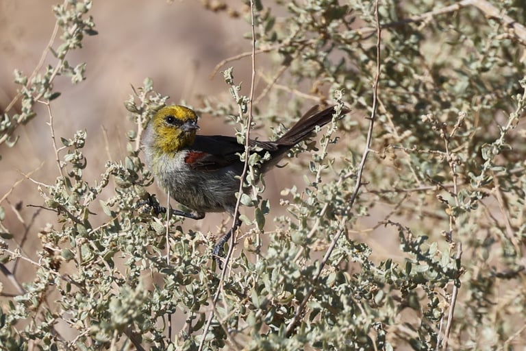 Verdin in full vibrant plumage (couldn't choose, included two shots)