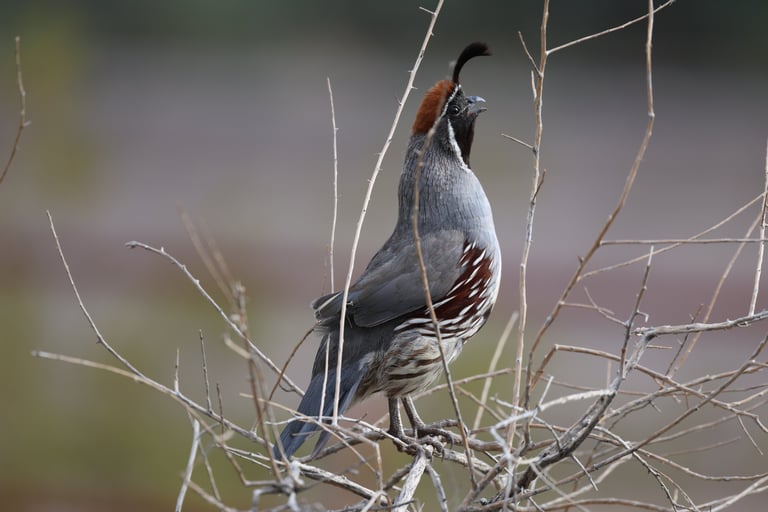Male Gambel's Quail calling for his family