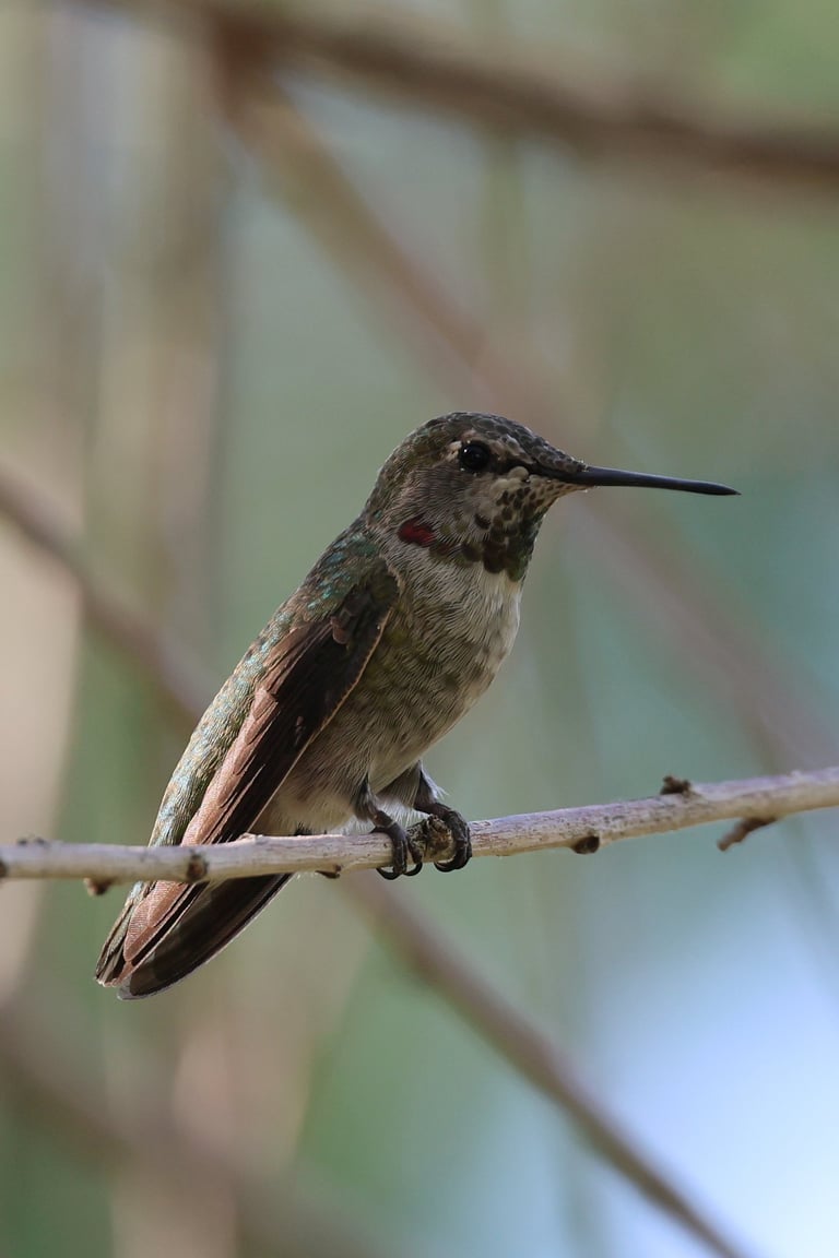 This Anna's Hummingbird perched just long enough to get this picture as I was heading to the car. 