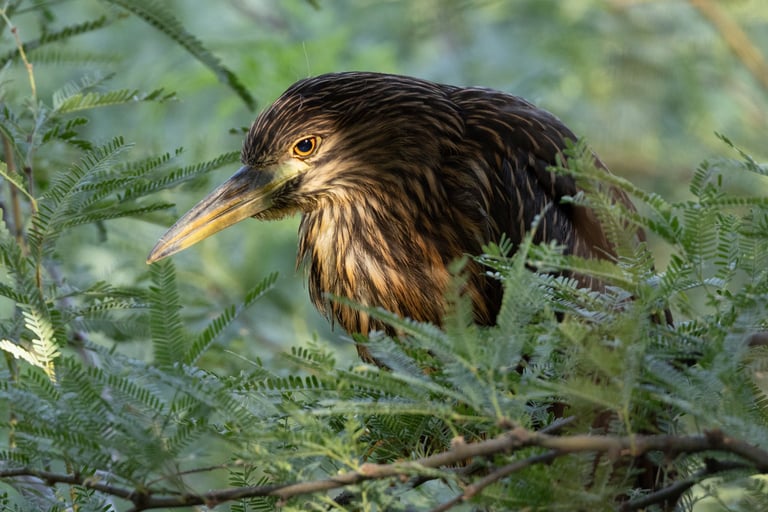 Juvenile Black-crowned Night Heron hanging out in a mesquite tree