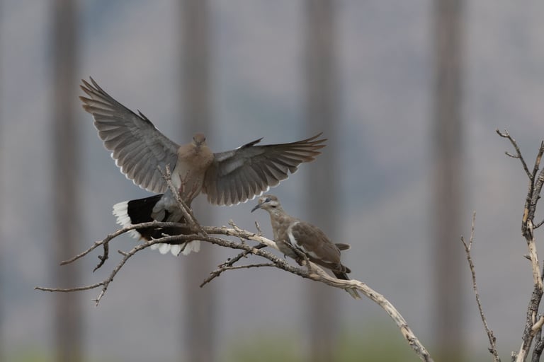 I was sitting in the house playing with my camera and captured these White-winged Doves 