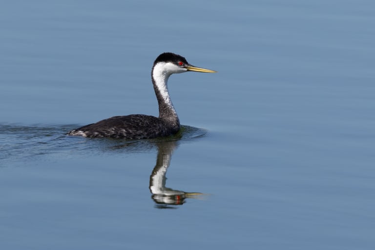 Western Grebe... so elegant.  