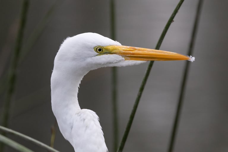 Great Egret striking a pose.