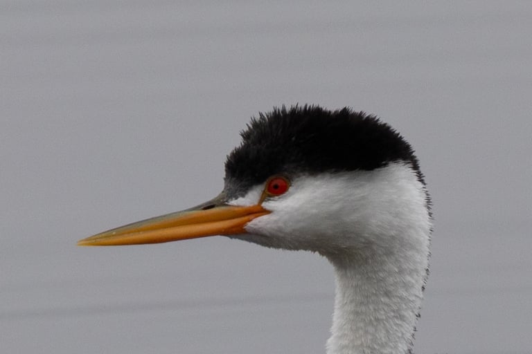 Clark's Grebe with white feathering around the red eye.