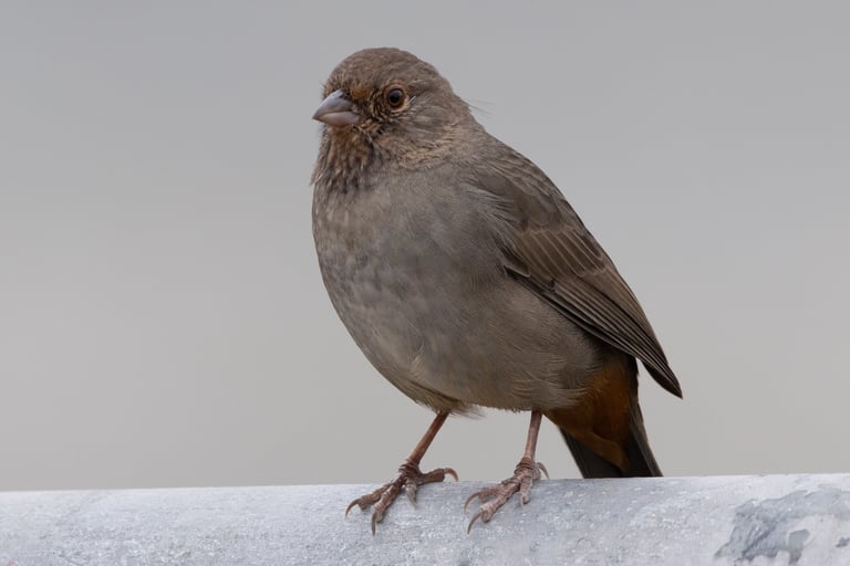 California Towhee
