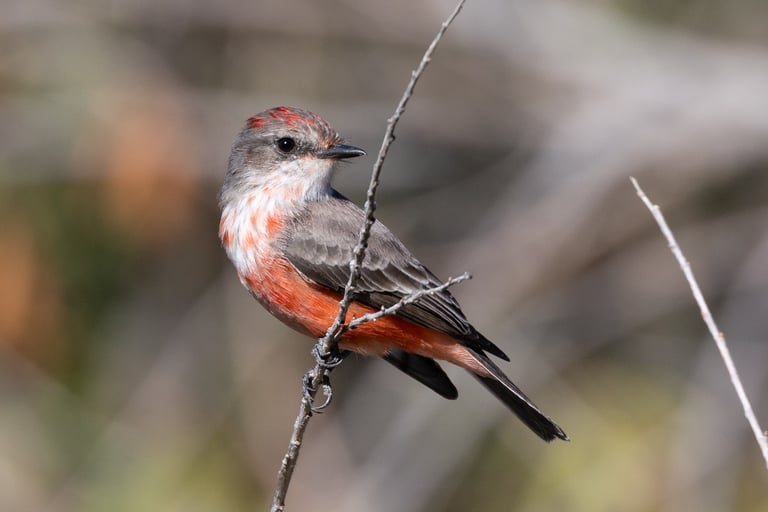 I'm a sucker for Vermillion Flycatchers.