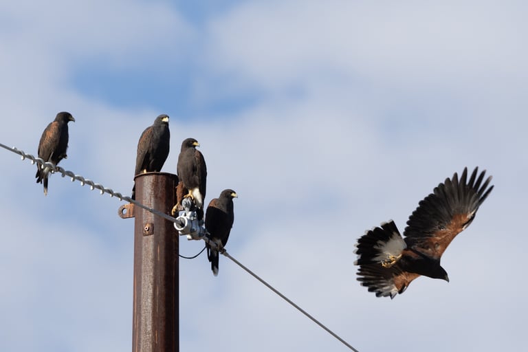 Harris Hawk family.  All 5 were sitting together, but the one flew just as I snapped the shot and made it better.