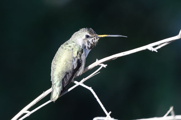 At first we were stunned by the bill of this hummingbird. The photo revealed a Costa's with pollen on it's bill.