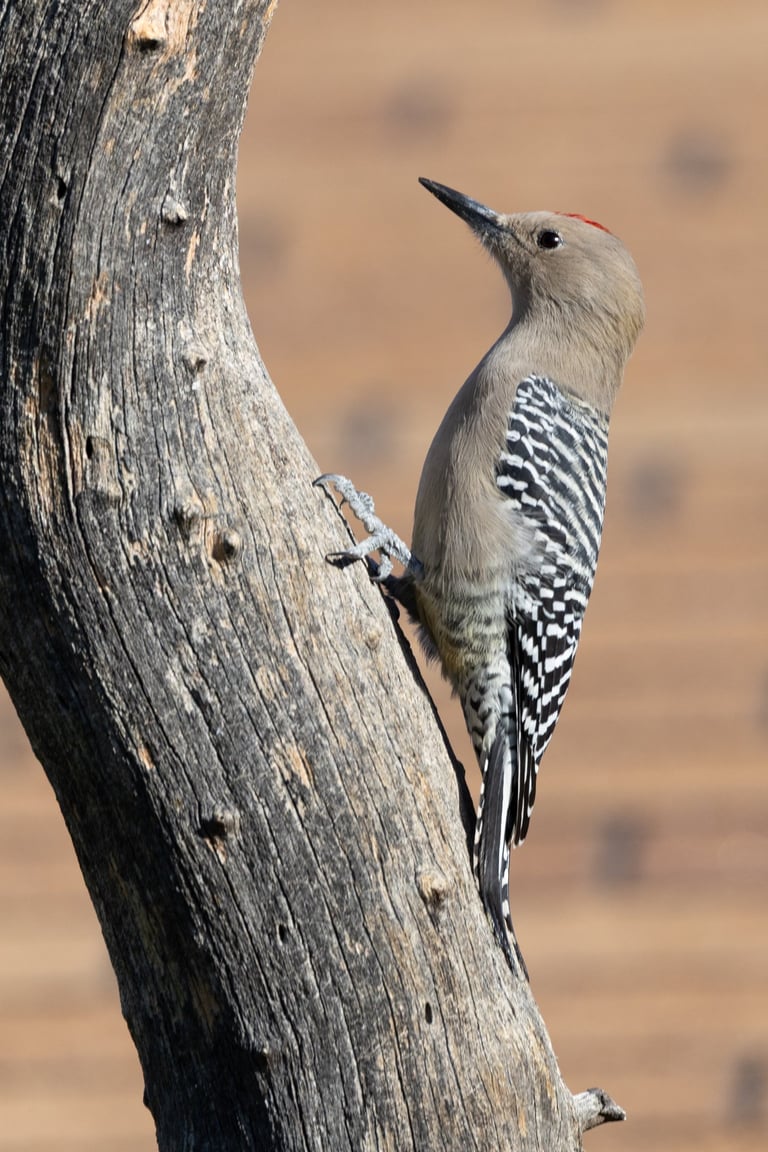 Classic Gila Woodpecker pose.