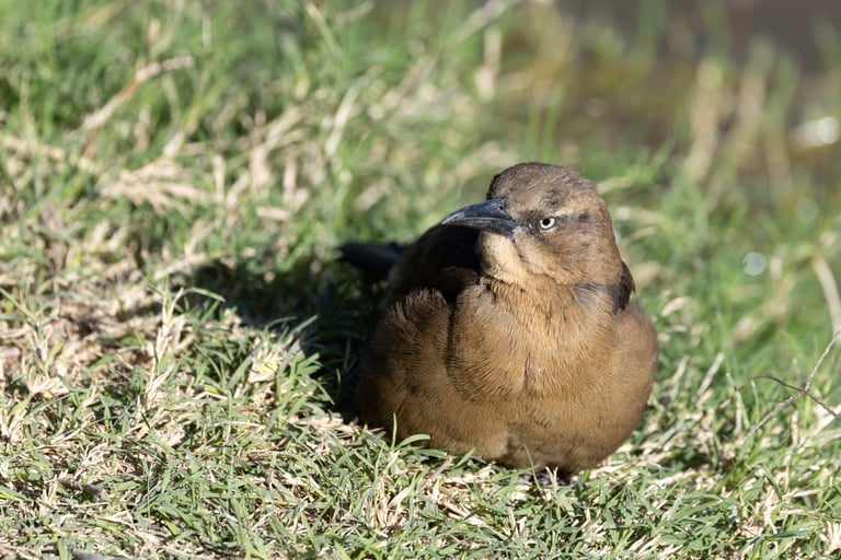 Not sure why, but this female Great-tailed Grackle was quietly sitting on the ground.  They are usually loud and on the move.