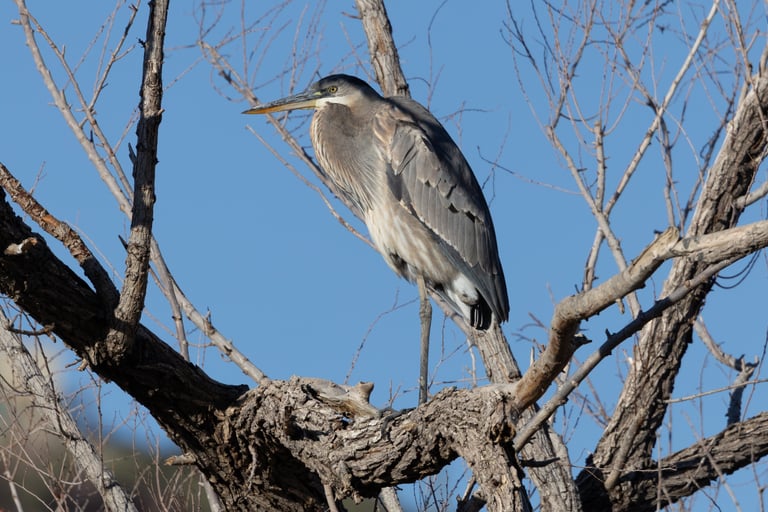 Great Blue Heron - Photography is easy with good light.