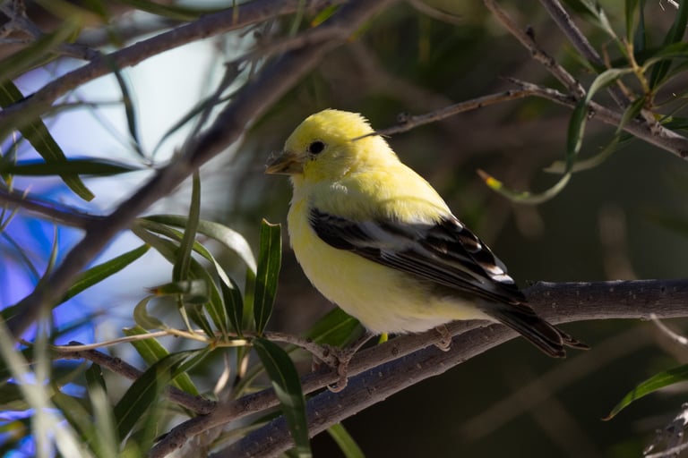 Lesser Goldfinch lacking the pigment responsible for black and brown colors. The top of his head and back should be black.