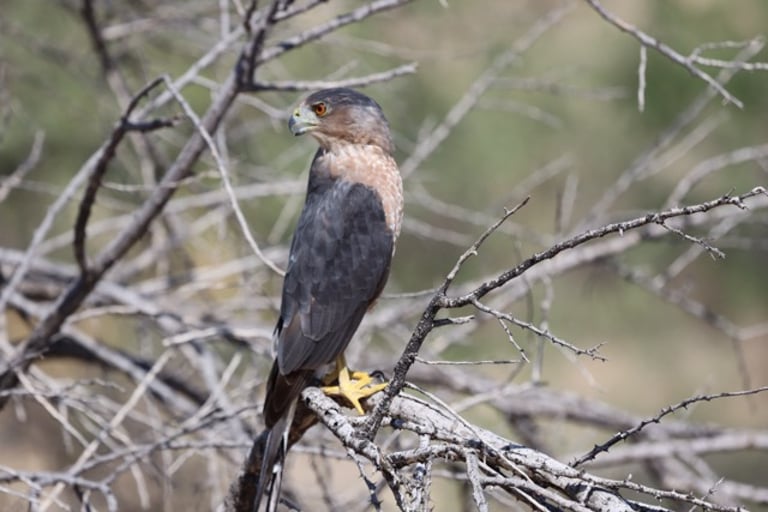 This is the Cooper's Hawk that sparked my interest in birding.