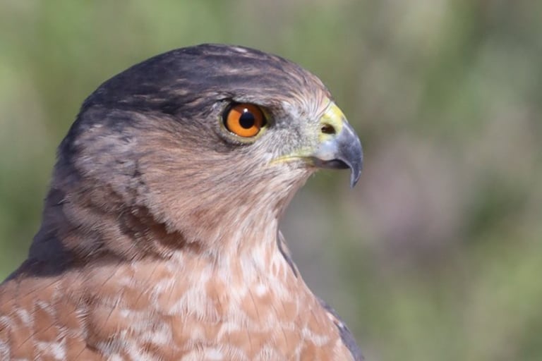 This is the Cooper's Hawk that sparked my interest in birding.