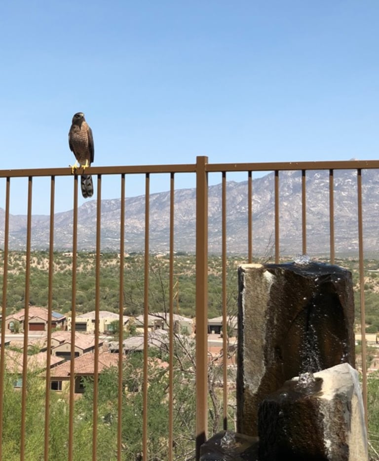 This is the Cooper's Hawk that sparked my interest in birding sitting on the rail, watching the dove.