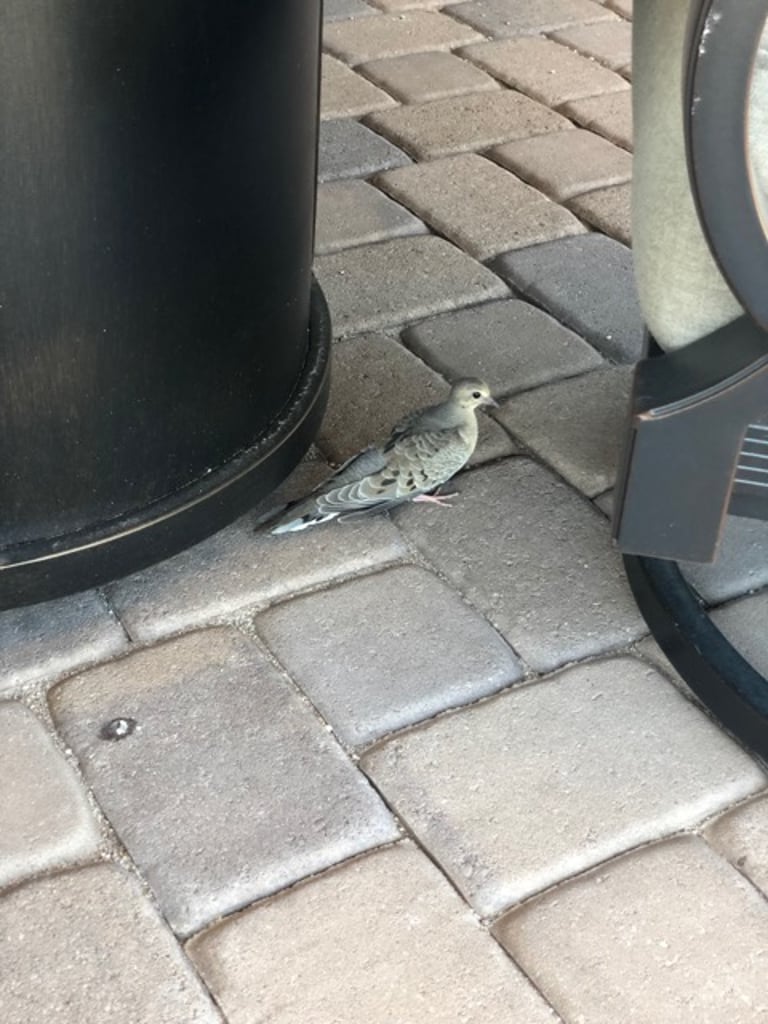 Mourning Dove driven into our patio door by the Cooper's Hawk.