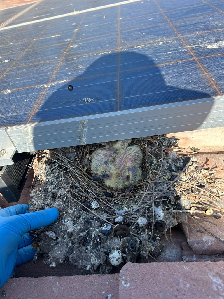 Pigeon nest under solar panels in Phoenix AZ showing nesting debris and droppings buildup