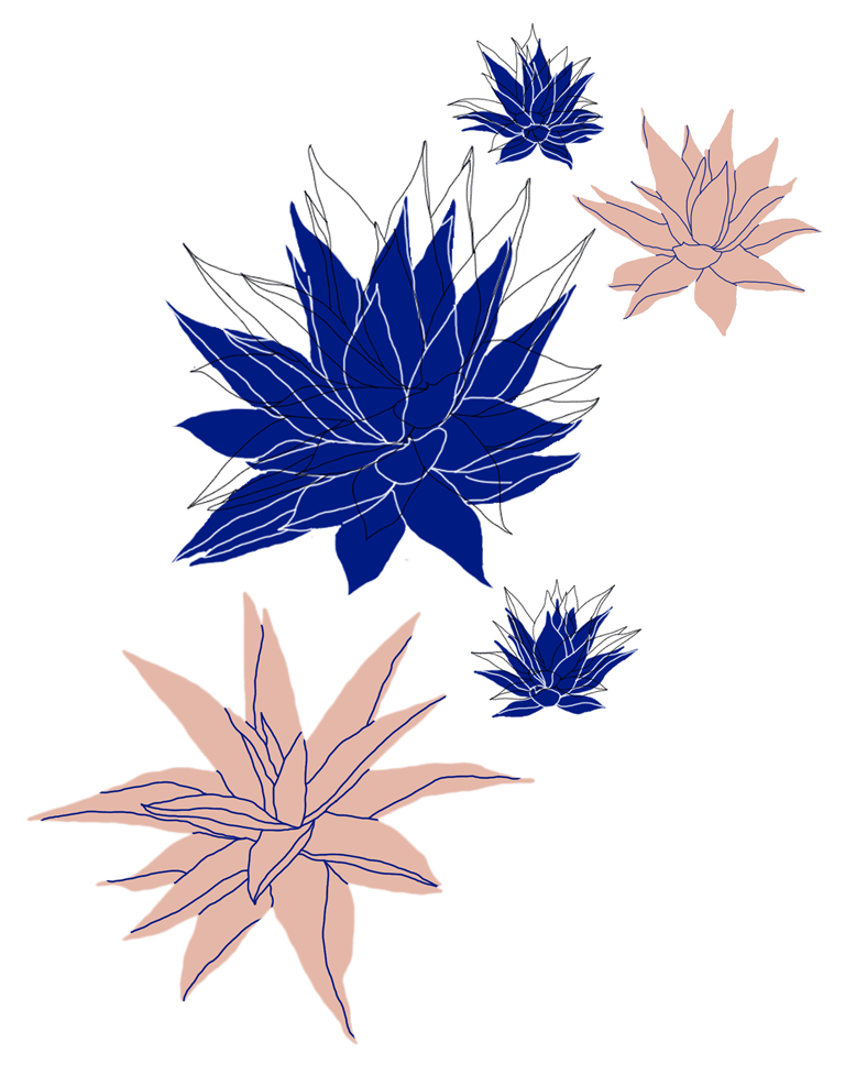 Illustration/montage photo d'agaves.