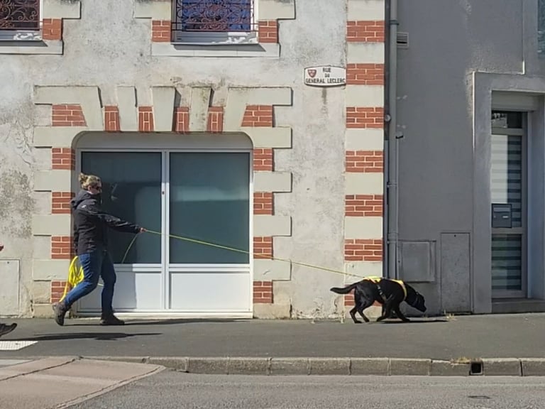 chien travail en recherche de personne disparue lors séance de mantrailing Flair play 49