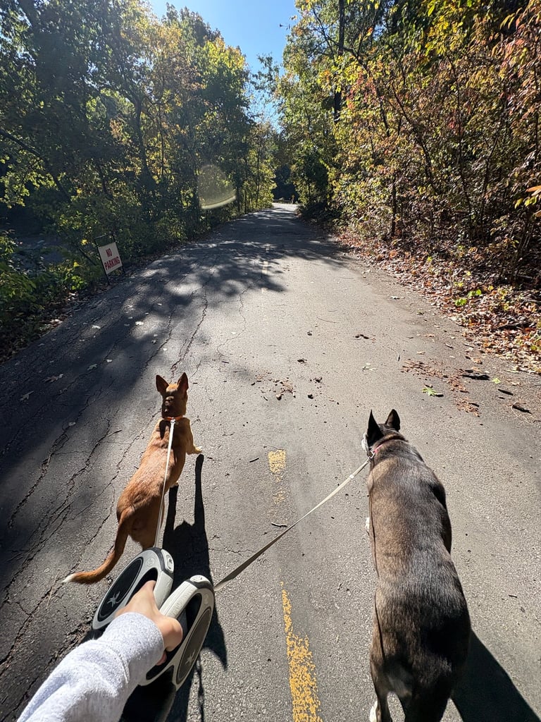 dog walking in leawood ks two dogs