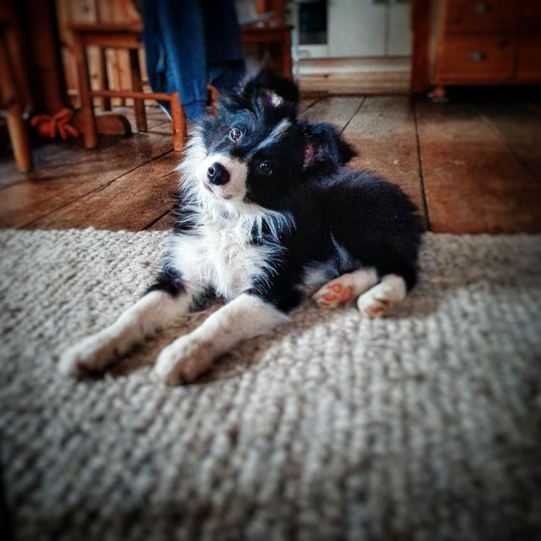Niedlicher schwarz-weißer Border-Collie-Welpe liegt auf einem rustikalen Teppich im Haus