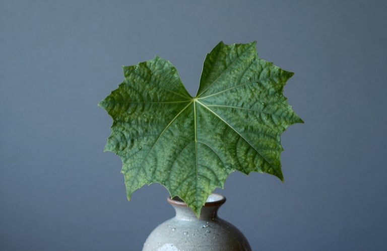 A macro shot of a single, architectural green leaf in a simple ceramic vase against a muted blue-grey wall in a North American setting, representing focused growth.