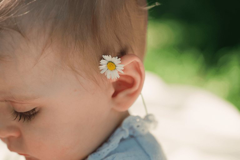 A closeup detail of a baby ear with a single daisy flower on it. Shallow depth of field.