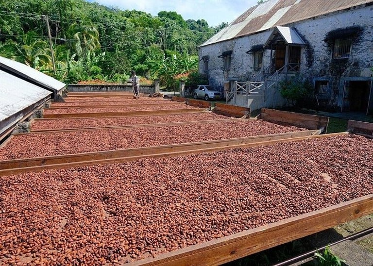 Workers drying coco beans at Belmont Estate