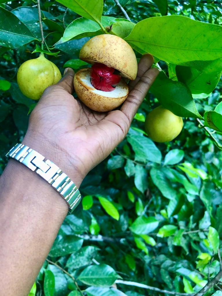 Tourist examining the bursting of the nutmeg